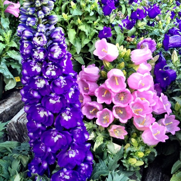 Plant Depot San Juan Capistrano, CA