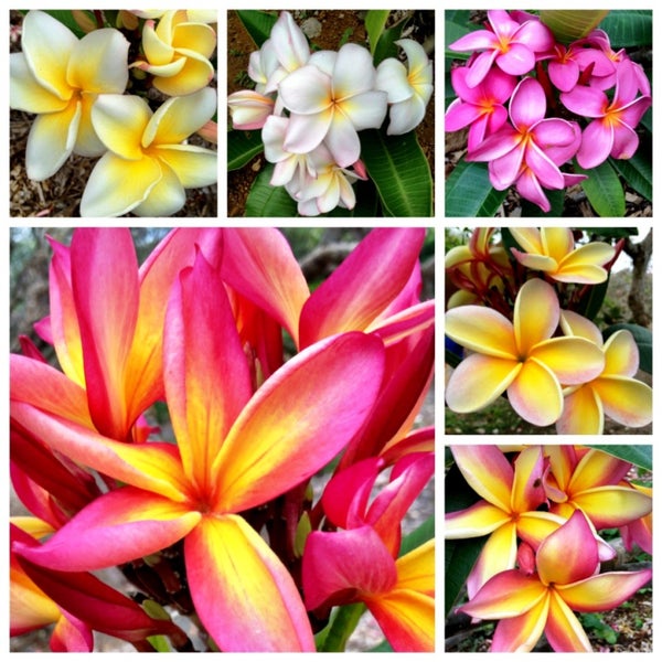 Photos at Koko Crater Botanical Garden - Botanical Garden in Honolulu