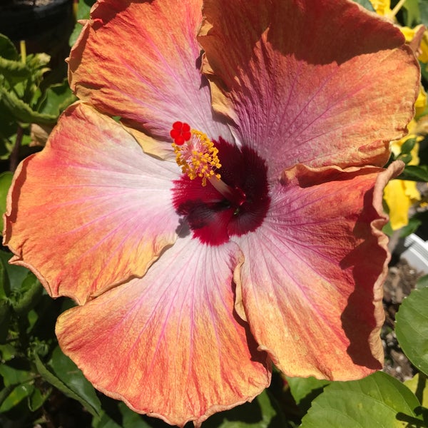 Photos at The Home Depot Lake Forest, CA