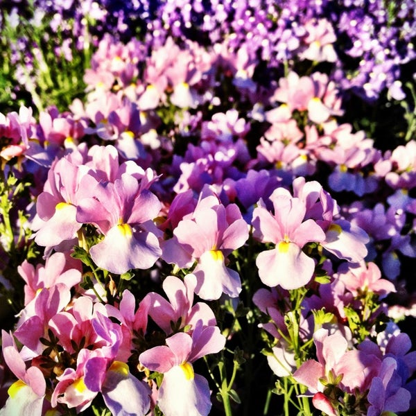 Plant Depot San Juan Capistrano, CA