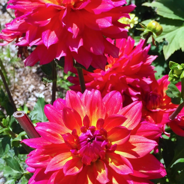 8/7/2016 tarihinde Nessieziyaretçi tarafından Descanso Gardens'de çekilen fotoğraf