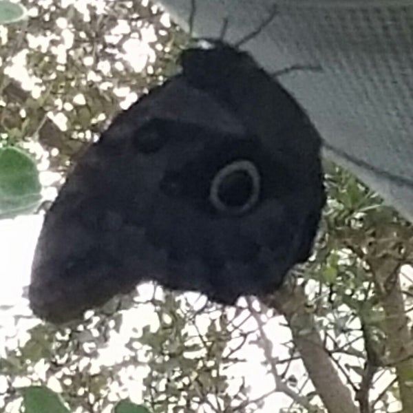 Butterfly Kaleidoscope Exhibit Garden in Indianapolis