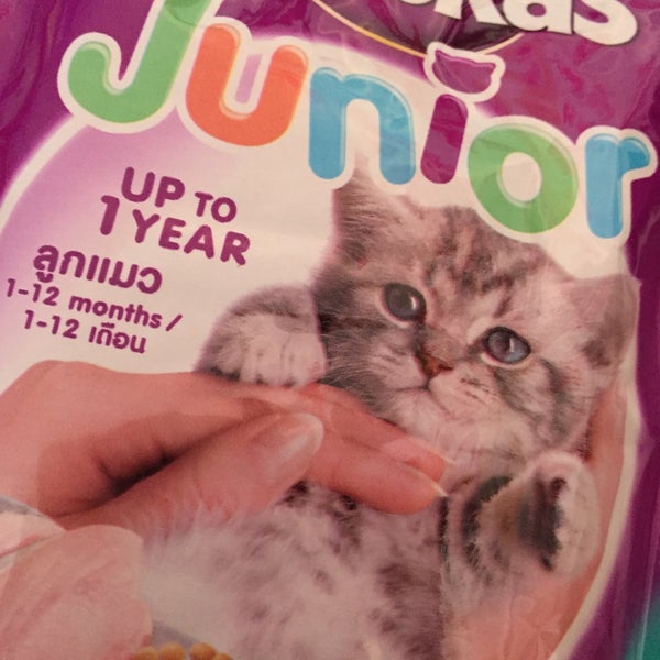 I m a cat. I m a cat