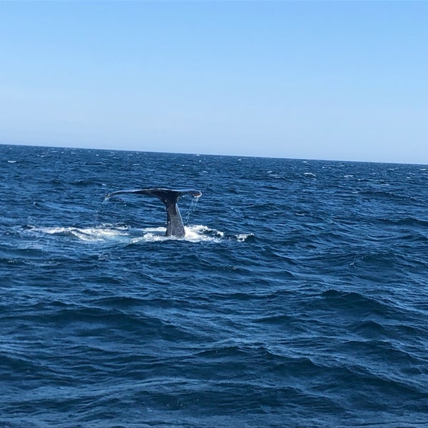Foto scattata a Cape Ann Whale Watch da Dani W. il 9/28/2019