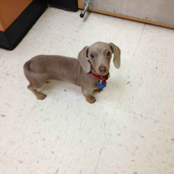 Banfield Pet Hospital Virginia Gateway 4 Tips