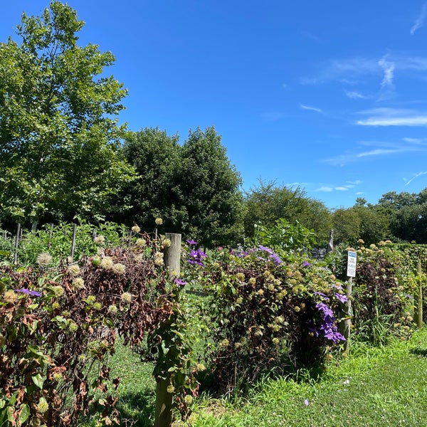 Jamesport Vineyards Jamesport, NY