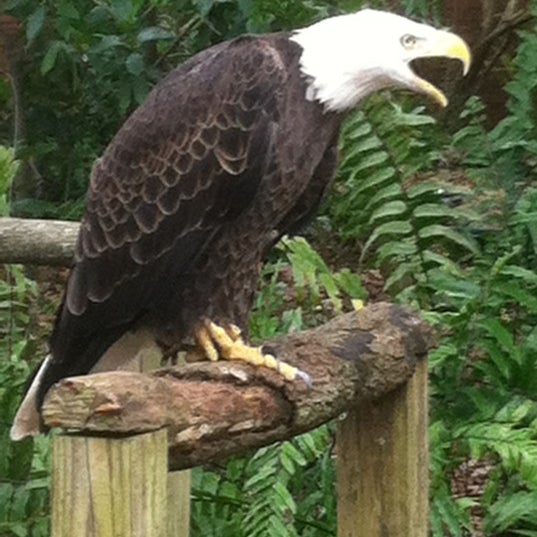 Photo taken at Audubon Center for Birds of Prey by Matthew L. on 12/28/2012