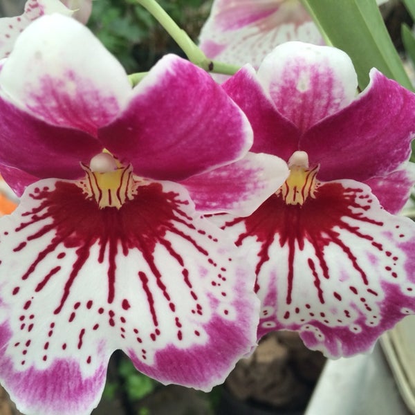 Photos At Venamy Orchids 1 Tip From 9 Visitors