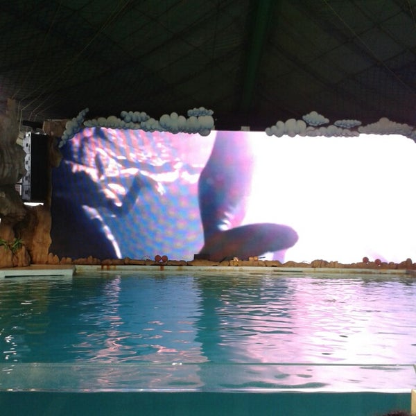 Fotos En Dolphin Showgelanggang Samudera Taman Impian Jaya