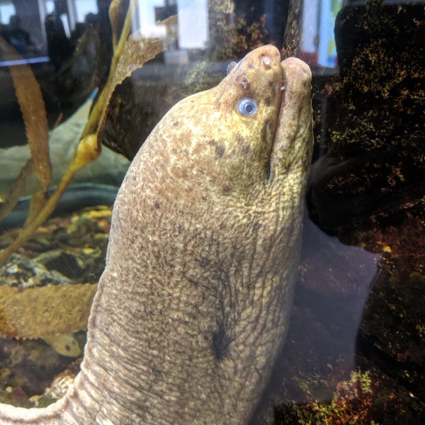 5/27/2019에 Renee님이 Santa Monica Pier Aquarium에서 찍은 사진