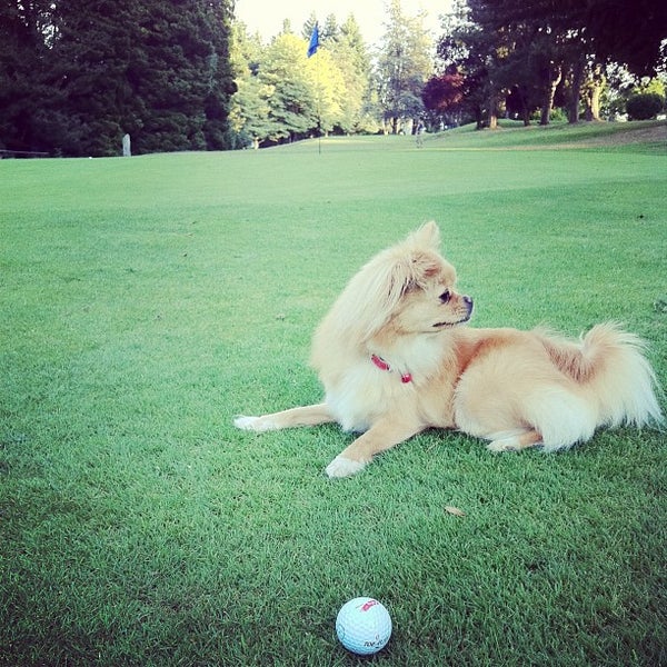 Photos at Queen Elizabeth Park Pitch and Putt Riley Park 3 tips