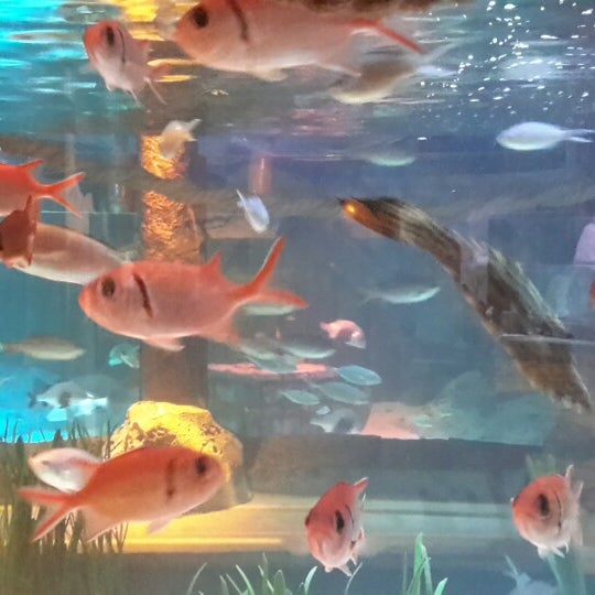 Photo taken at SEA LIFE Charlotte-Concord Aquarium by Ken O. on 2/15/2014