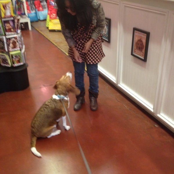 gussied up dog boutique