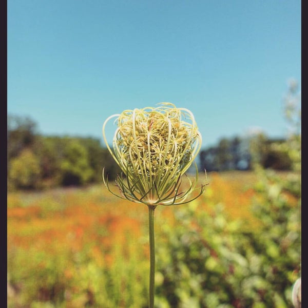 Foto diambil di Sussex County Sunflower Maze oleh Dayene pada 9/7/2015