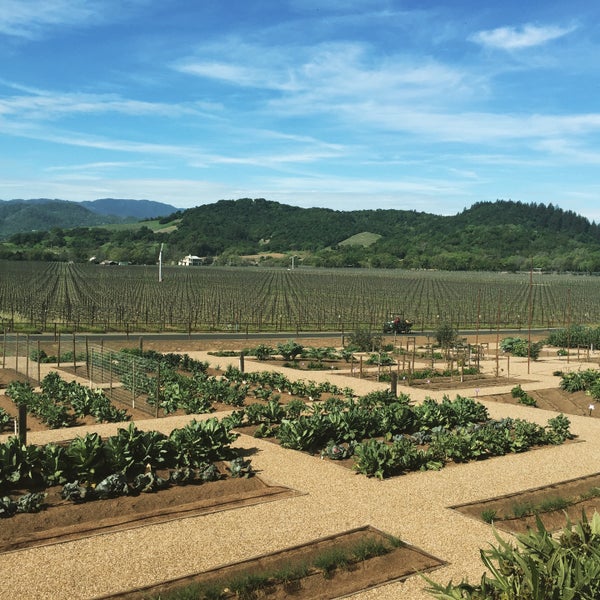 3/15/2015 tarihinde Karla L.ziyaretçi tarafından Regusci Winery'de çekilen fotoğraf