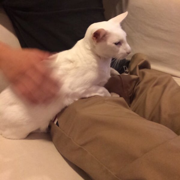 猫cafe Calm Cafe In 豊中市