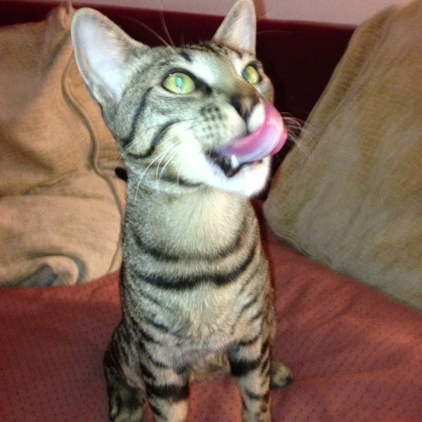 feed rite pet shop & supply