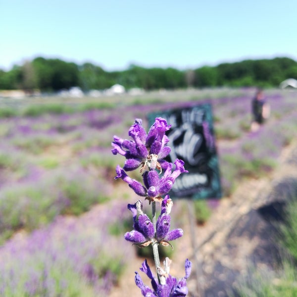 6/30/2018 tarihinde Christine L.ziyaretçi tarafından Lavender By the Bay - New York&#39;s Premier Lavender Farm'de çekilen fotoğraf