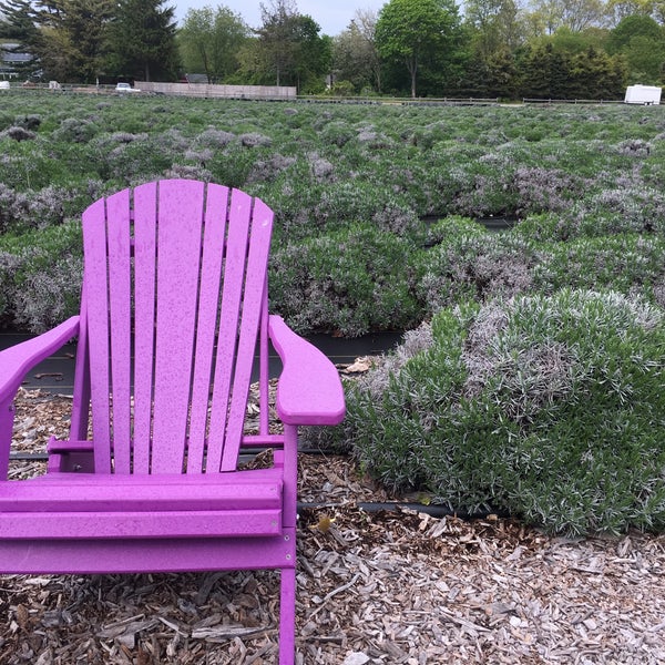 Foto scattata a Lavender By the Bay - New York&#39;s Premier Lavender Farm da Frances B. il 5/17/2019