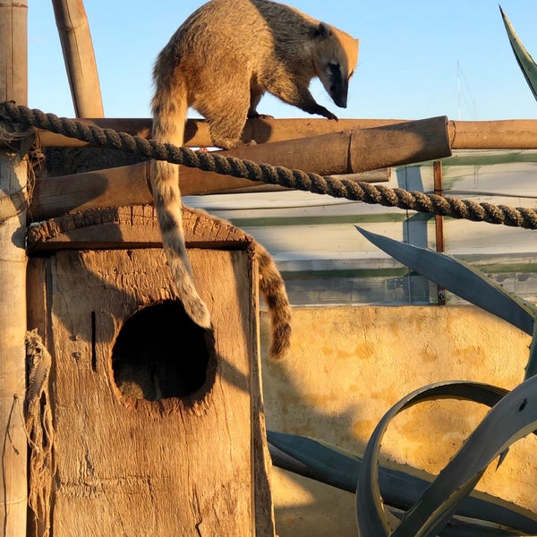 12/29/2018 tarihinde Ded Ž.ziyaretçi tarafından Attica Zoological Park'de çekilen fotoğraf