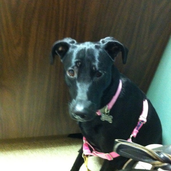 Des Moines Veterinary Hospital Veterinarian in Des Moines