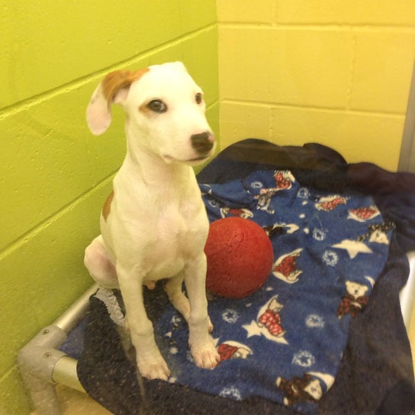 Seattle Humane Society Woodridge Bellevue, WA