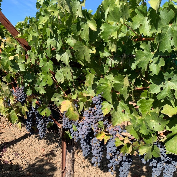Photo taken at Frog&#39;s Leap Winery by Kristin O. on 10/4/2019