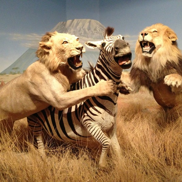 3/11/2013에 Jac님이 Las Vegas Natural History Museum에서 찍은 사진