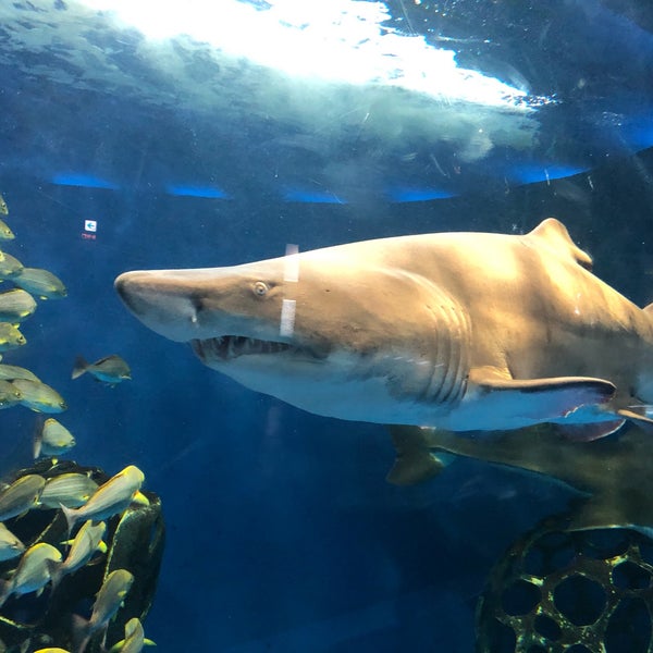 Photos At 水族館魚の国 三浦 三浦市 神奈川県