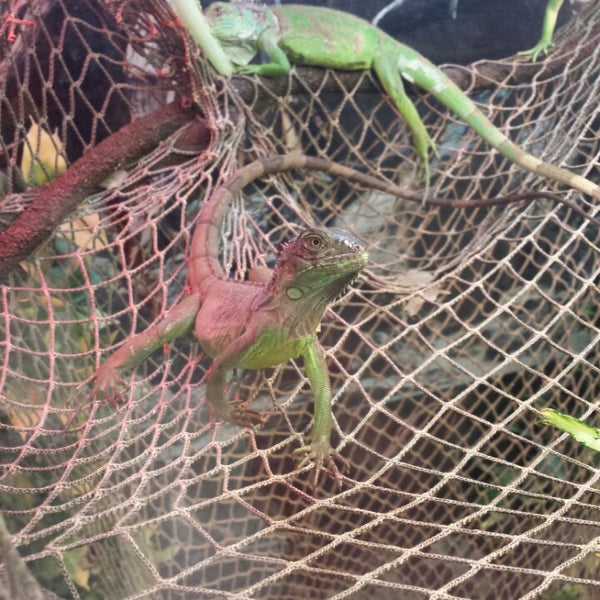 petco anole