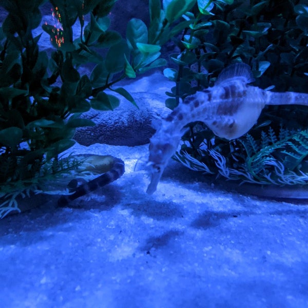 Photo taken at SEA LIFE Charlotte-Concord Aquarium by D F. on 1/2/2021