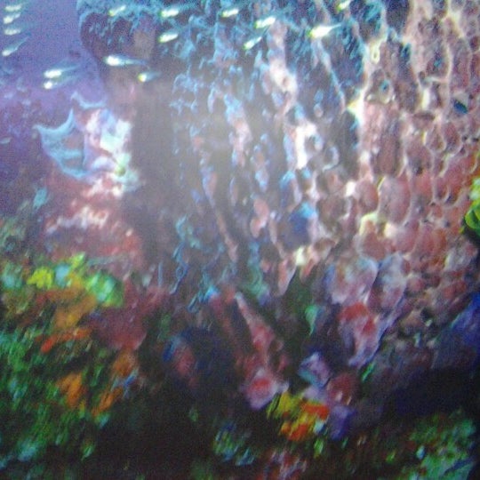 Coral Wonderland Now Closed Exhibit