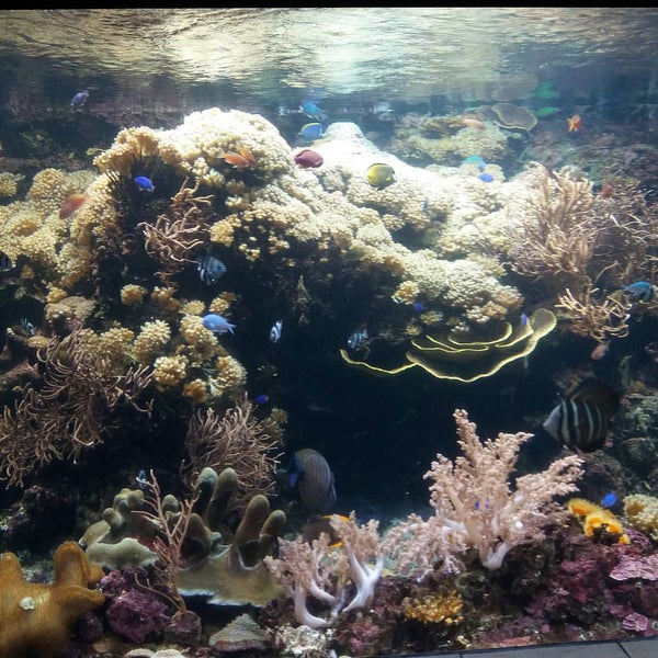 Photo taken at Underwater World And Dolphin Lagoon by Jaja G. on 12/30/2015