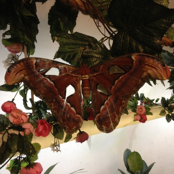 Снимок сделан в Музей живых бабочек «Тропический рай» пользователем Rodion O. 5/11/2013