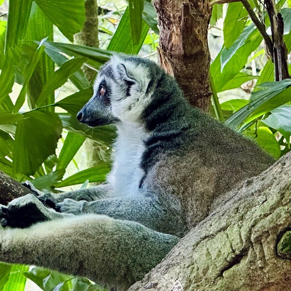 Foto scattata a Singapore Zoo da Lee R. il 10/15/2022