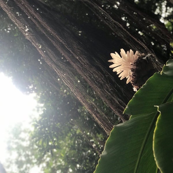 12/10/2018にSara A.がHawaii Tropical Botanical Gardenで撮った写真