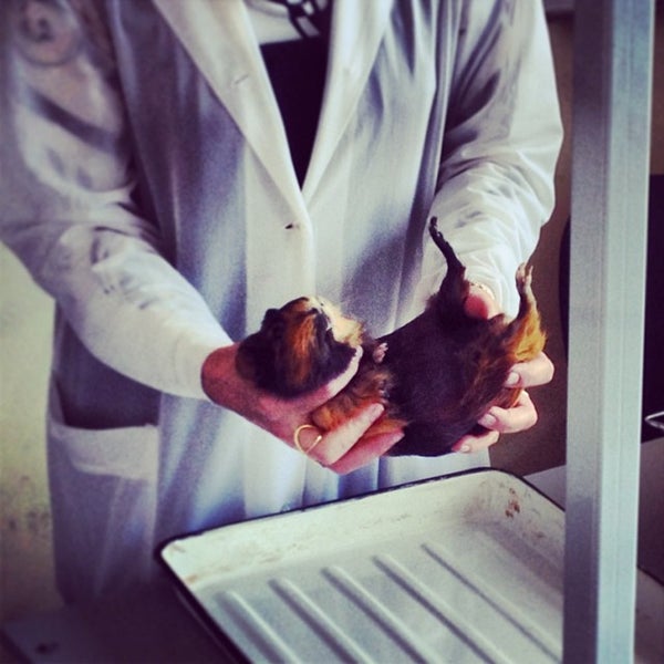 Презентации анатомия рниму