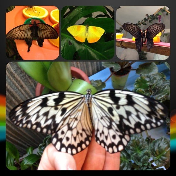 Снимок сделан в Музей живых бабочек «Тропический рай» пользователем Ruslan 🌍 F. 1/2/2013