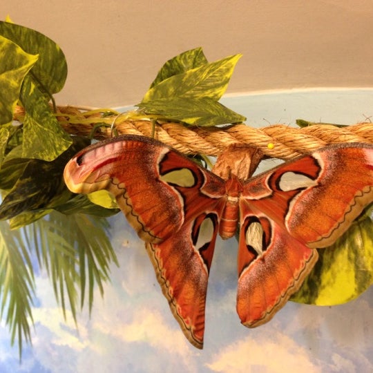 Foto tomada en Музей живых бабочек «Тропический рай»  por Ruslan 🌍 F. el 1/2/2013