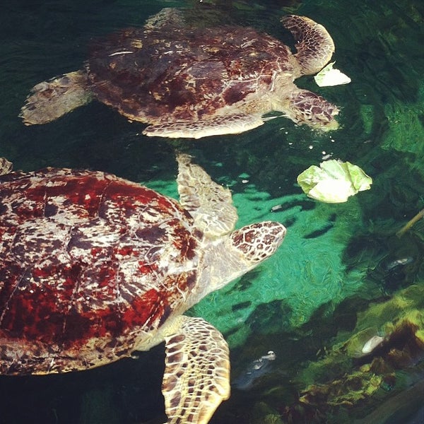 Foto tomada en Oceanarium, The Bournemouth Aquarium  por Izabela I. el 5/28/2014