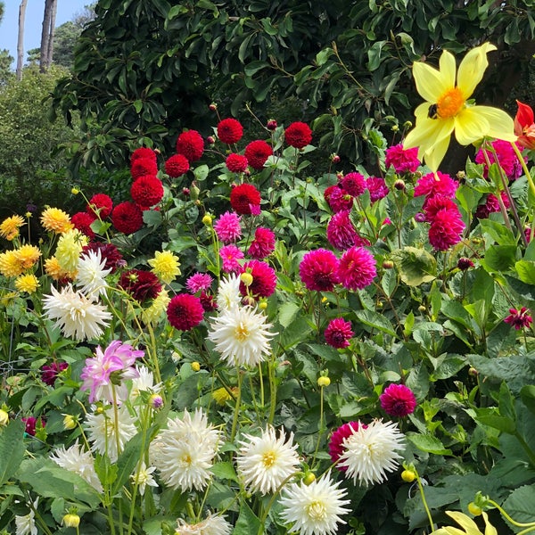 Photo taken at Mendocino Coast Botanical Gardens by Trang P. on 8/30/2020