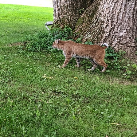We saw a bobcat (a live bobcat stalking songbirds behind the restaurant, not the taxidermied bobcats on display on dining room's cross beams).