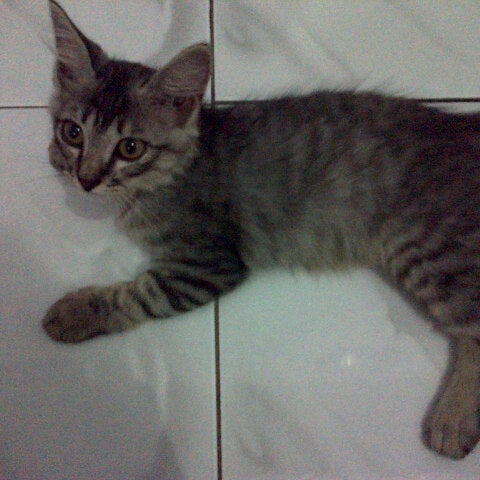 Pasar Hewan Barito Kebayoran Baru Jakarta Jakarta