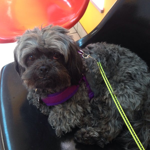 Chicago Pet Clinic Veterinario En Chicago