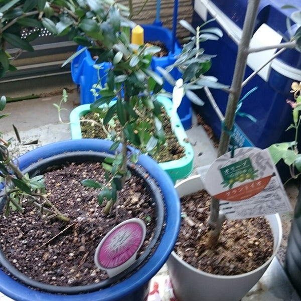 平田ナーセリー 福岡西区小戸店villaggio 福岡市 Da Peyzaj Merkezi Da Fotograflar