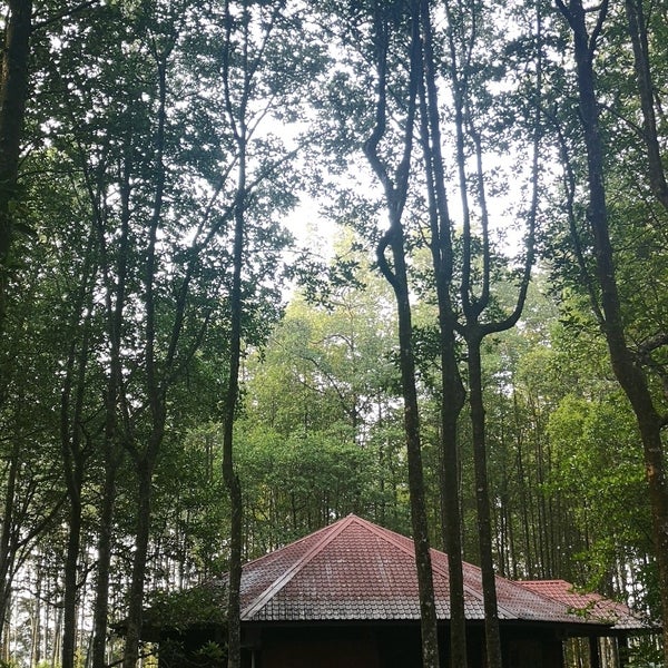 hutan paya bakau matang