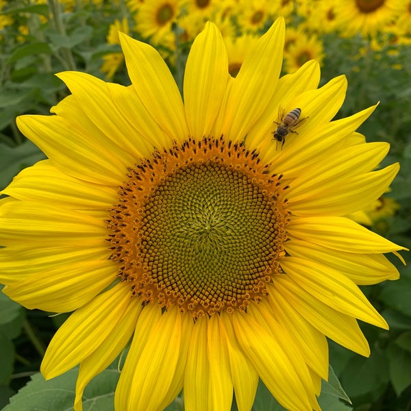 Colby Farmstand Farmers Market in Newbury