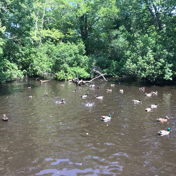 The Duck Pond East Hampton, NY