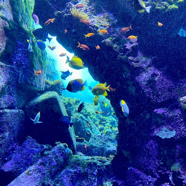 รูปภาพถ่ายที่ The Lost Chambers Aquarium โดย Maria F. เมื่อ 4/10/2023