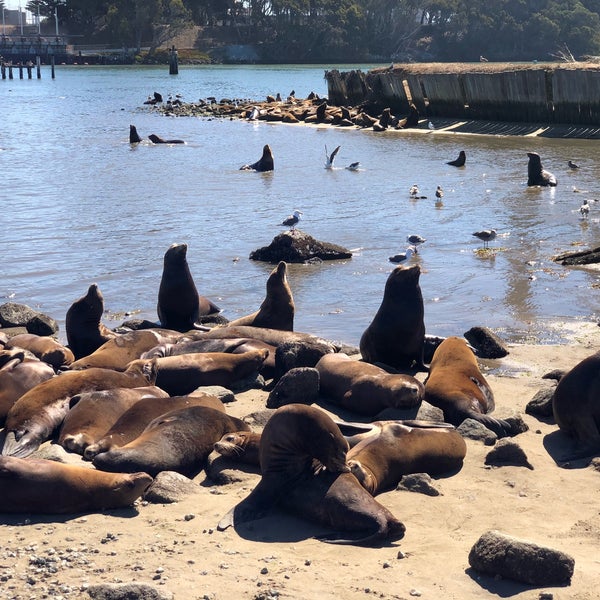 Moss Landing Dog Beach 51 visitors